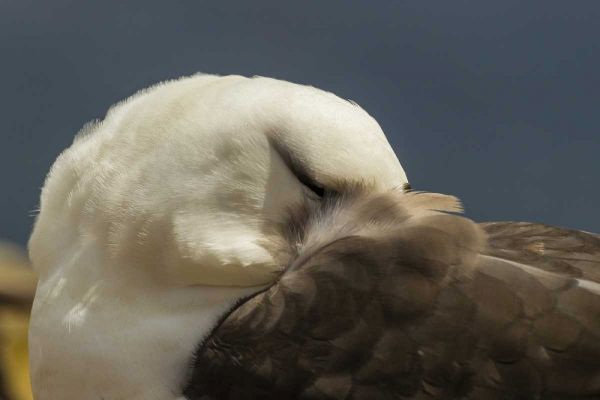 Saunders Island Black-browed albatross resting